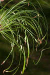 Longstalk sedge